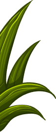 Kito plant