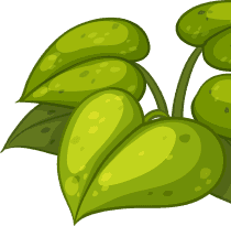 Kito plant